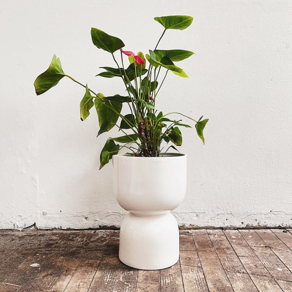 Copa Pasca - Imagen 3